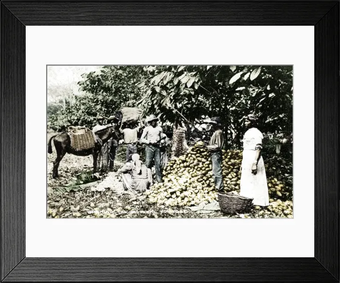 Framed Print : Opening cocoa pods, Trinidad, Trinidad and Tobago, c1900s. Artist: Strong Framed Print : Opening cocoa pods, Trinidad, Trinidad and Tobago, c1900s. Artist: Strong