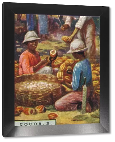 Cocoa, 2. - Opening the Pods, Trinidad, 1928