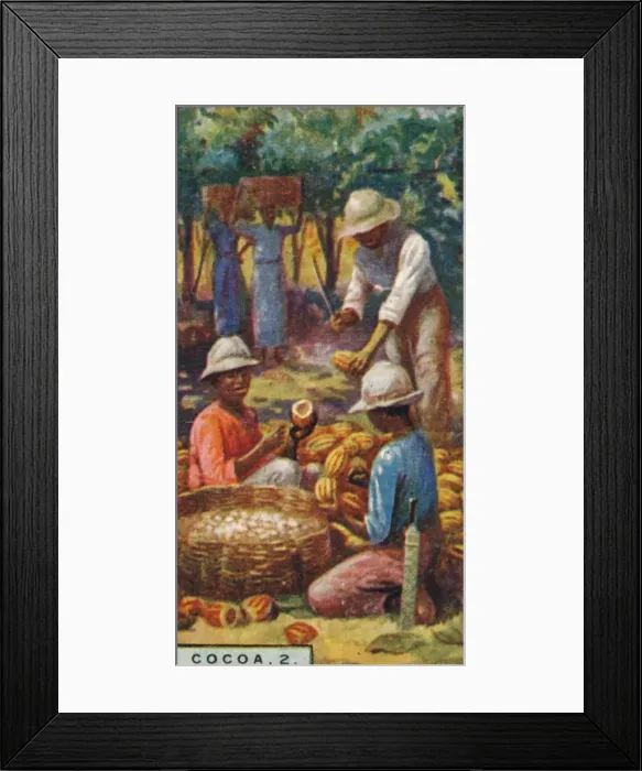 Framed Print : Cocoa, 2. - Opening the Pods, Trinidad, 1928 Framed Print : Cocoa, 2. - Opening the Pods, Trinidad, 1928