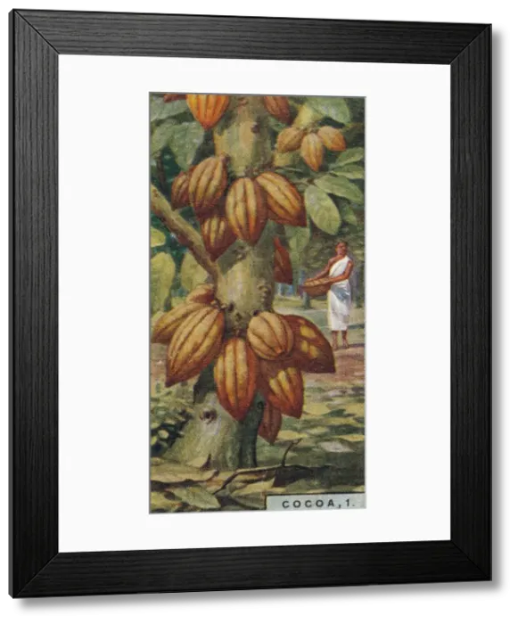 Framed Print : Cocoa, 1. - Cacao Tree, Trinidad, 1928 Framed Print : Cocoa, 1. - Cacao Tree, Trinidad, 1928