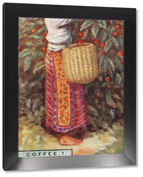 Coffee, 1. - Gathering the Berries, East Indies, 1928