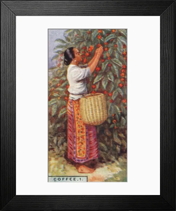 Framed Print : Coffee, 1. - Gathering the Berries, East Indies, 1928 Framed Print : Coffee, 1. - Gathering the Berries, East Indies, 1928