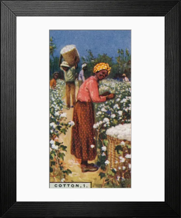 Framed Print : Cotton, 1. - Picking Seed Cotton, W. Indies, 1928 Framed Print : Cotton, 1. - Picking Seed Cotton, W. Indies, 1928