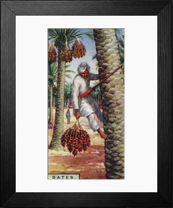 Framed Print : Dates. - Gathering the Fruit, N. Africa, 1928 Framed Print : Dates. - Gathering the Fruit, N. Africa, 1928