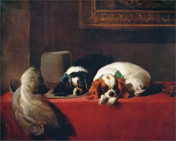 King Charles Spaniels (The Cavaliers Pets), 1845, (c1915). Artist: Edwin Henry Landseer