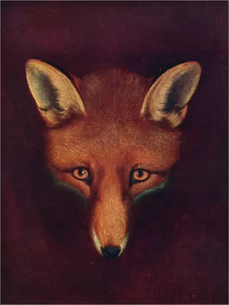 Renard the Fox, c1800, (1922). Artist: Philip Reinagle