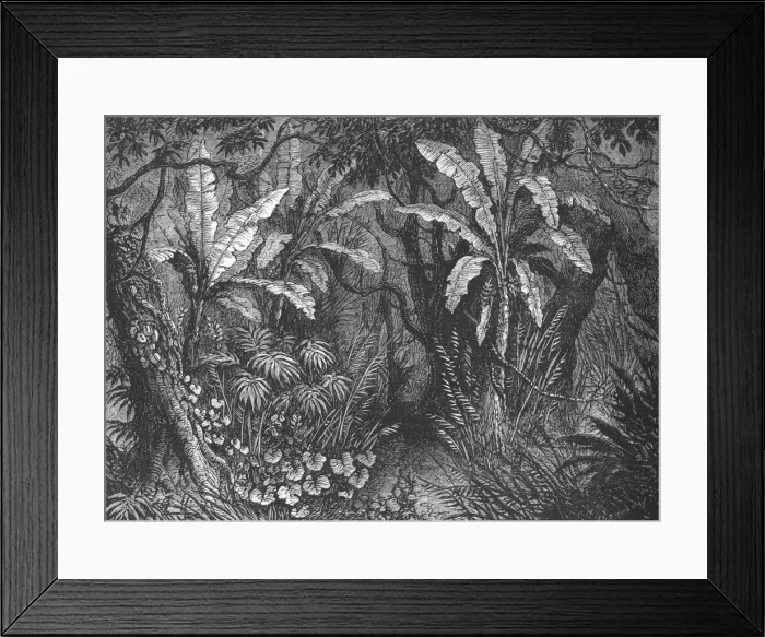 Framed Print : In the Bush, c1880. Artist: John Greenaway