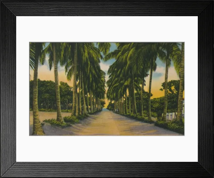 Framed Print : Coconut Avenue, Barranquilla, c1940s Framed Print : Coconut Avenue, Barranquilla, c1940s