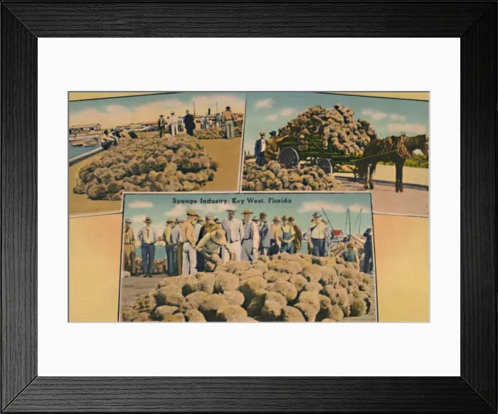 Framed Print : Sponge Industry, Key West, Florida, c1940s Framed Print : Sponge Industry, Key West, Florida, c1940s