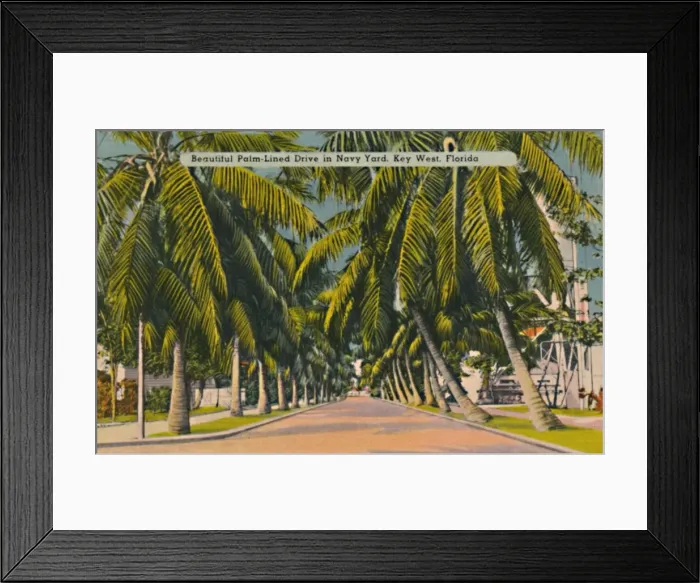 Framed Print : Beautiful Palm-Lined Drive in Navy Yard, Key West, Florida, c1940s Framed Print : Beautiful Palm-Lined Drive in Navy Yard, Key West, Florida, c1940s