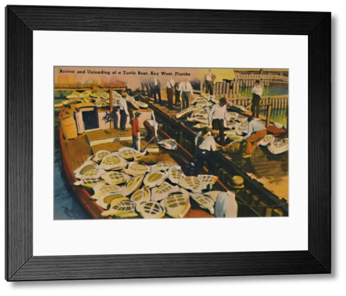 Framed Print : Arrival and Unloading of a Turtle Boat, Key West, Florida, c1940s Framed Print : Arrival and Unloading of a Turtle Boat, Key West, Florida, c1940s