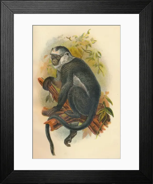 Framed Print : Hoses Langur, 1897. Artist: Henry Ogg Forbes Framed Print : Hoses Langur, 1897. Artist: Henry Ogg Forbes