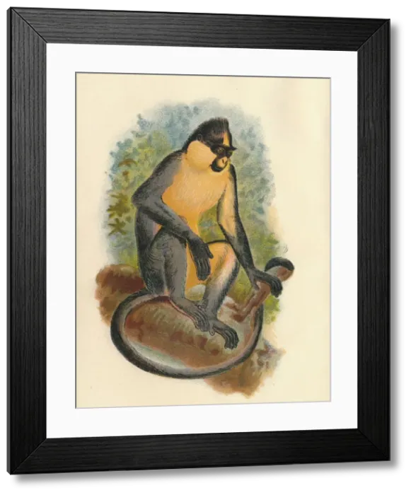 Framed Print : Everetts Langur, 1897. Artist: Henry Ogg Forbes Framed Print : Everetts Langur, 1897. Artist: Henry Ogg Forbes