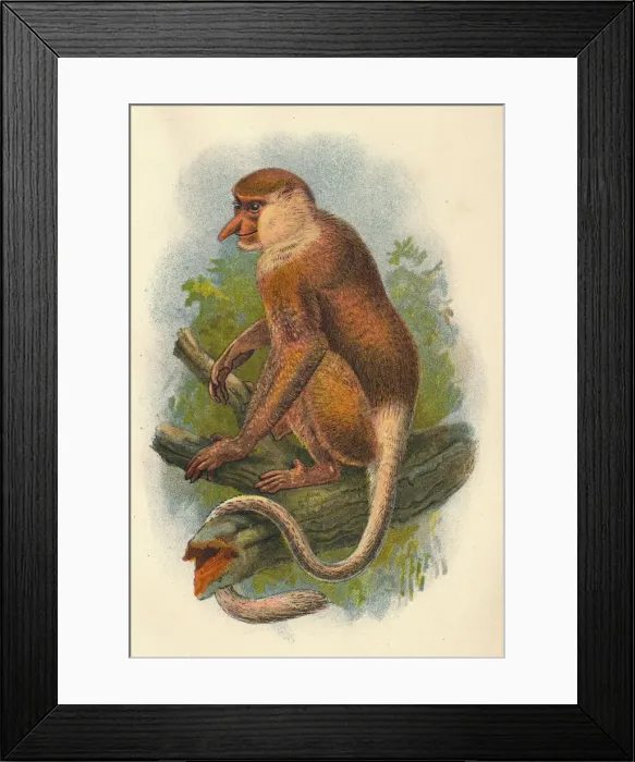 Framed Print : The Proboscis Monkey, 1897. Artist: Henry Ogg Forbes Framed Print : The Proboscis Monkey, 1897. Artist: Henry Ogg Forbes
