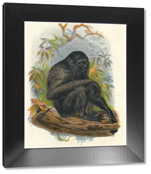 The Siamang Gibbon, 1897. Artist: Henry Ogg Forbes