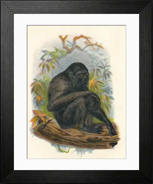 Framed Print : The Siamang Gibbon, 1897. Artist: Henry Ogg Forbes Framed Print : The Siamang Gibbon, 1897. Artist: Henry Ogg Forbes
