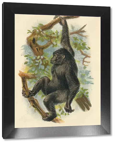 The Gorilla, 1897. Artist: Henry Ogg Forbes