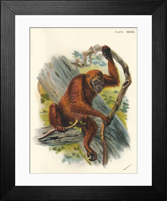 Framed Print : The Orang-Utan, 1897. Artist: Henry Ogg Forbes Framed Print : The Orang-Utan, 1897. Artist: Henry Ogg Forbes