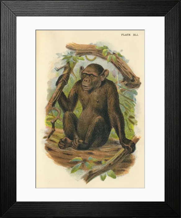 Framed Print : The Bald Chimpanzee, 1897. Artist: Henry Ogg Forbes Framed Print : The Bald Chimpanzee, 1897. Artist: Henry Ogg Forbes