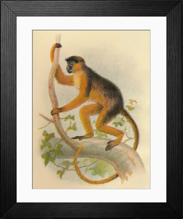 Framed Print : Bay Guereza, 1897. Artist: Henry Ogg Forbes Framed Print : Bay Guereza, 1897. Artist: Henry Ogg Forbes