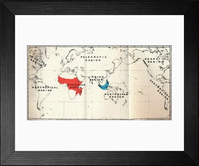 Framed Print : Lemuroidea - II. Map, Showing distribution of Tarsiidae (Blue), and Galaginae (Red), 1897 Framed Print : Lemuroidea - II. Map, Showing distribution of Tarsiidae (Blue), and Galaginae (Red), 1897