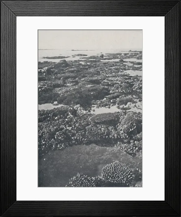 Framed Print : Great Barrier Reef, 1924 Framed Print : Great Barrier Reef, 1924