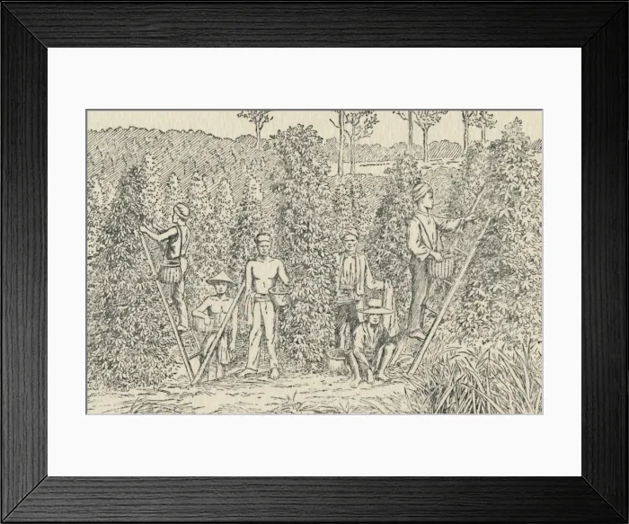 Framed Print : Pepper Plantation, 1924 Framed Print : Pepper Plantation, 1924