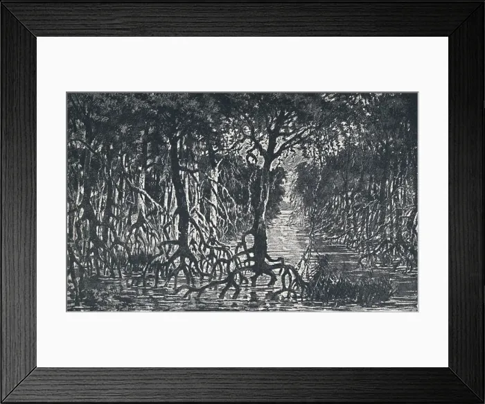 Framed Print : Equatorial African Forest, 1924 Framed Print : Equatorial African Forest, 1924