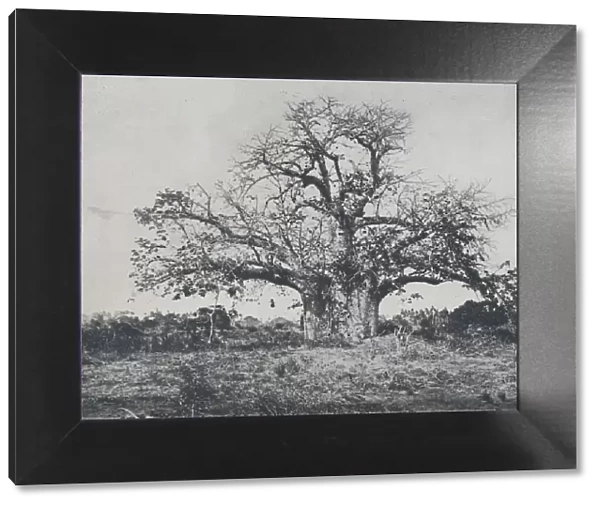 Baobab-Tree, 1924. Artist: John Kirk