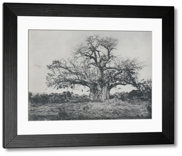 Framed Print : Baobab-Tree, 1924. Artist: John Kirk Framed Print : Baobab-Tree, 1924. Artist: John Kirk