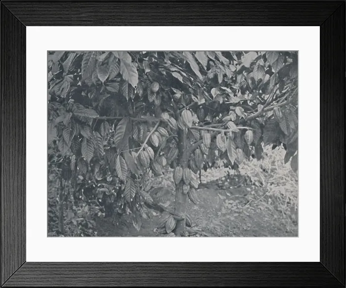 Framed Print : Cacao Tree, 1924. Artist: J.s Fry & Sons Framed Print : Cacao Tree, 1924. Artist: J.s Fry & Sons