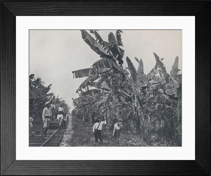 Framed Print : Banana Plantation, 1924 Framed Print : Banana Plantation, 1924