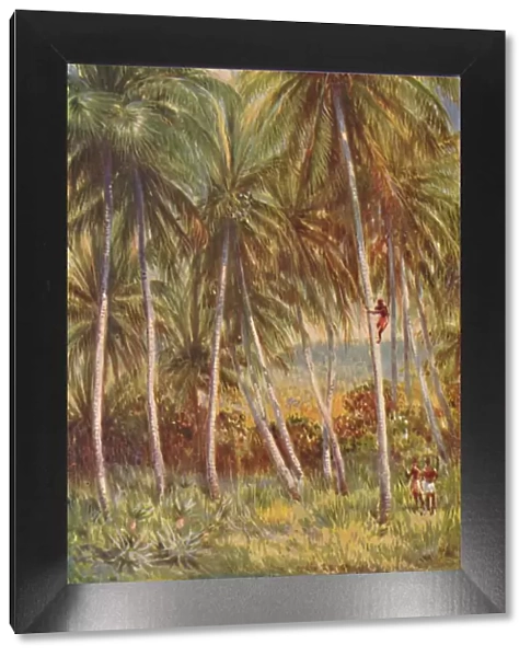 Coco-nut Palms, 1924