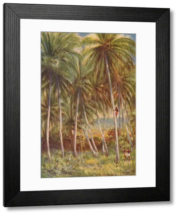 Framed Print : Coco-nut Palms, 1924 Framed Print : Coco-nut Palms, 1924