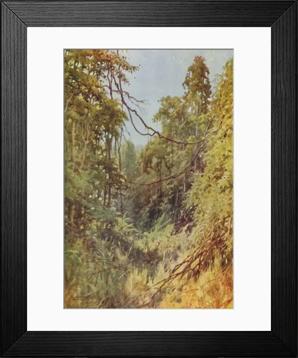 Framed Print : Burmese Jungle, 1924 Framed Print : Burmese Jungle, 1924