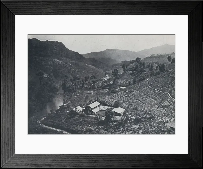 Framed Print : Cingalese Tea Plantation, 1924 Framed Print : Cingalese Tea Plantation, 1924