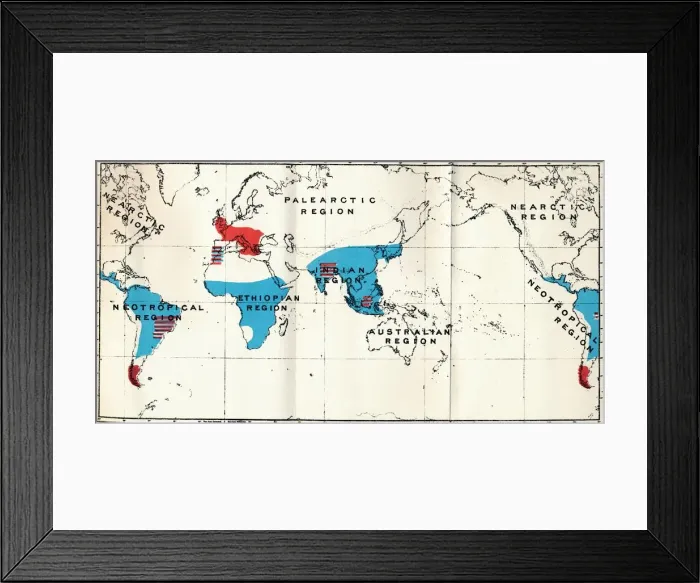 Framed Print : Lemuroidea - IV. Map, Showing distribution of Living (Blue) and Fossil (Red) Anthropoidea, 1897 Framed Print : Lemuroidea - IV. Map, Showing distribution of Living (Blue) and Fossil (Red) Anthropoidea, 1897
