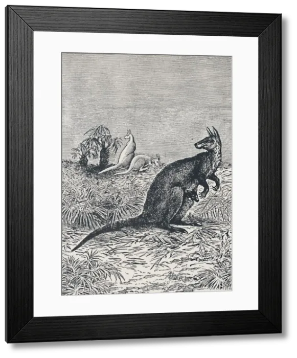 Framed Print : Kangaroo, 1924 Framed Print : Kangaroo, 1924