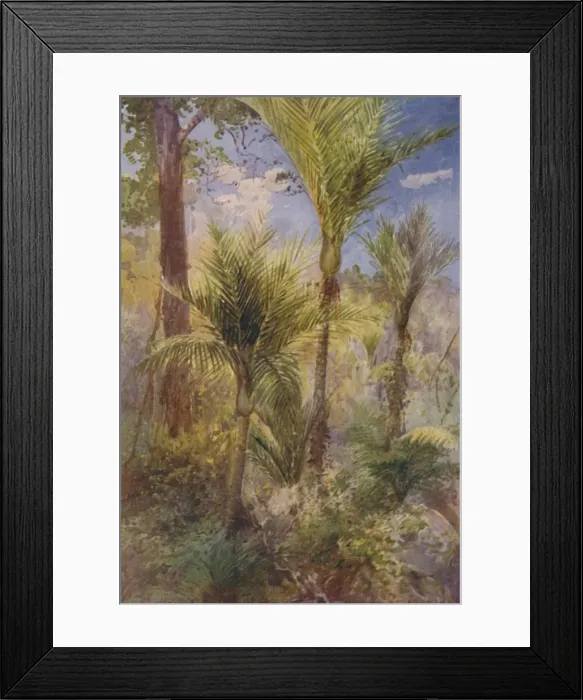 Framed Print : New Zealand Forest, 1924 Framed Print : New Zealand Forest, 1924