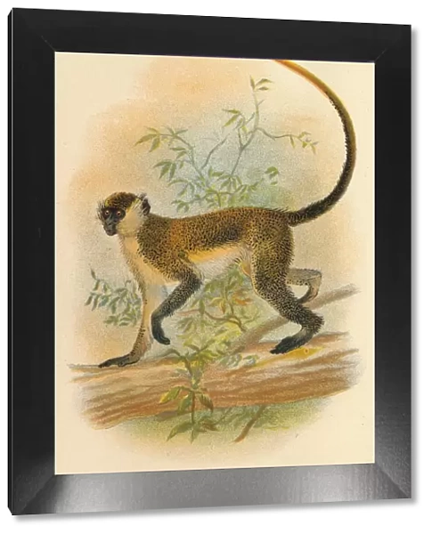Green Guenon, 1897. Artist: Henry Ogg Forbes