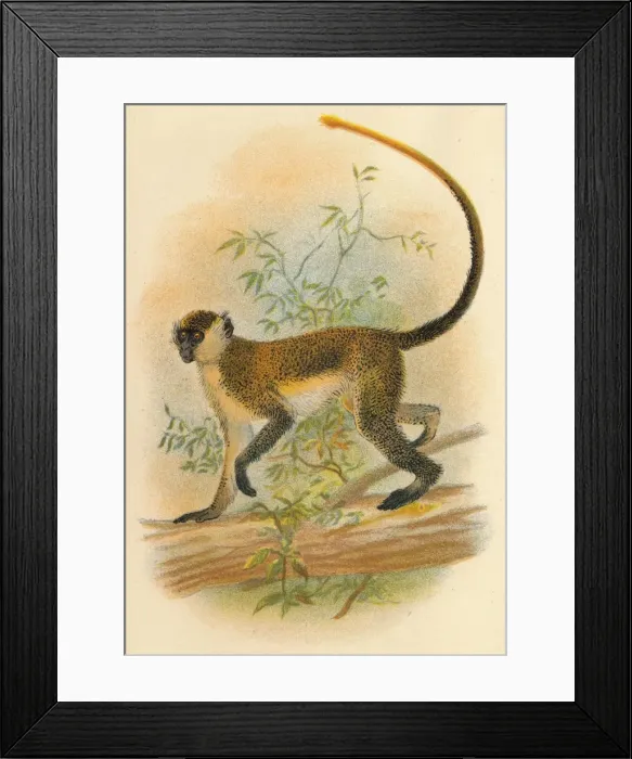 Framed Print : Green Guenon, 1897. Artist: Henry Ogg Forbes Framed Print : Green Guenon, 1897. Artist: Henry Ogg Forbes