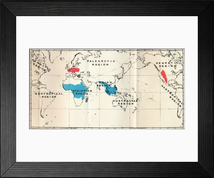 Framed Print : Lemuroidea - I. Map, Showing the distribution of Living (Blue) and Fossil (Red), 1897 Framed Print : Lemuroidea - I. Map, Showing the distribution of Living (Blue) and Fossil (Red), 1897