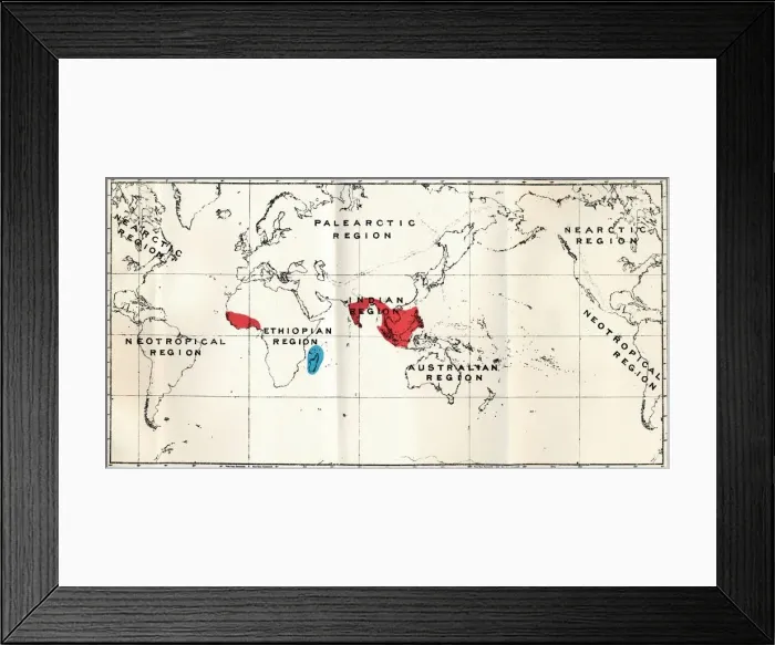 Framed Print : Lemuroidea - III. Map, Showing the distribution of the Family Chiromyidae and of the Sub-families Framed Print : Lemuroidea - III. Map, Showing the distribution of the Family Chiromyidae and of the Sub-families