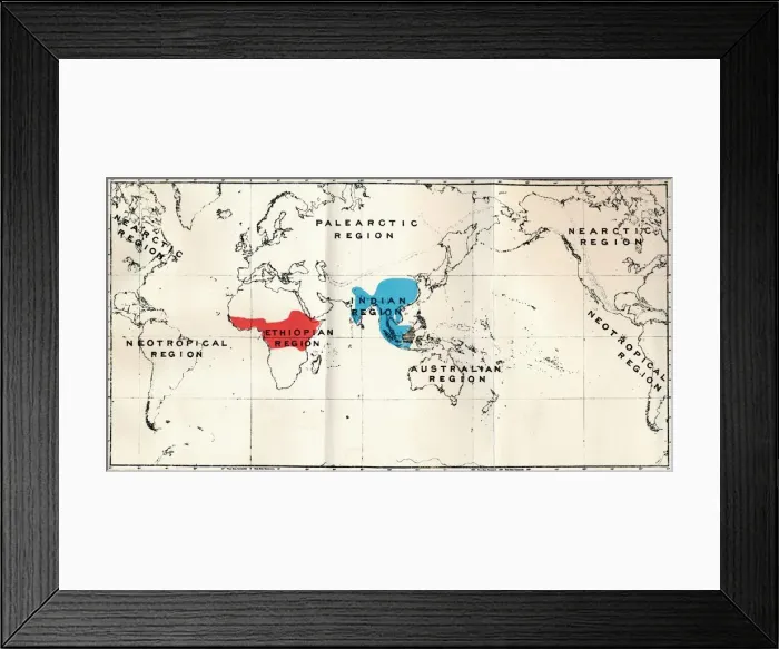 Framed Print : Anthropoidea - Map distribution Genera Semnopithecus (Blue), Nasalis (Brown), Colobus (Red), 1897 Framed Print : Anthropoidea - Map distribution Genera Semnopithecus (Blue), Nasalis (Brown), Colobus (Red), 1897
