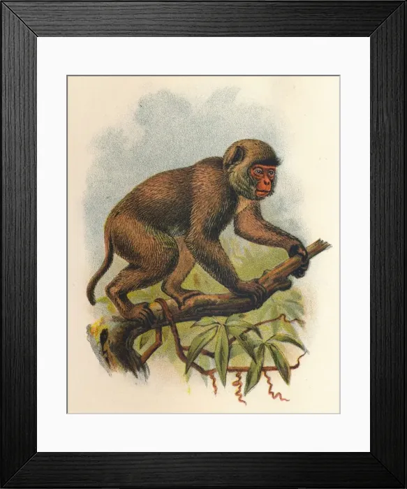 Framed Print : St. Johns Macaque, 1897. Artist: Henry Ogg Forbes Framed Print : St. Johns Macaque, 1897. Artist: Henry Ogg Forbes