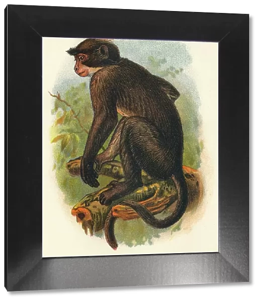 White Crowned Mangabey, 1897. Artist: Henry Ogg Forbes
