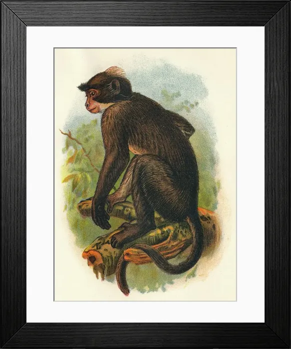 Framed Print : White Crowned Mangabey, 1897. Artist: Henry Ogg Forbes Framed Print : White Crowned Mangabey, 1897. Artist: Henry Ogg Forbes