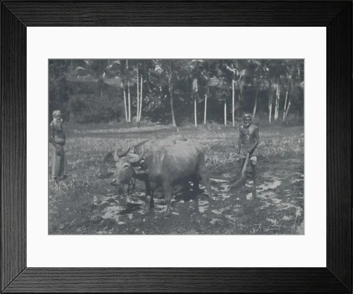 Framed Print : Cultivating Rice, 1924. Artist: Topical Press Agency Framed Print : Cultivating Rice, 1924. Artist: Topical Press Agency
