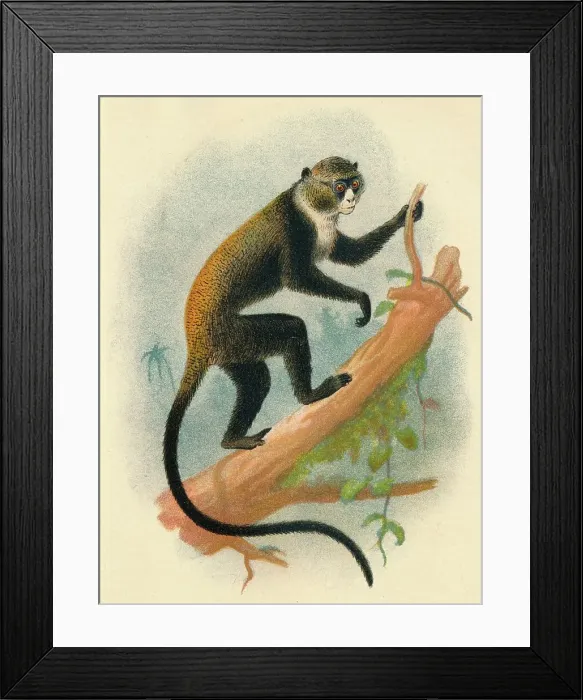 Framed Print : Boutourlinis Gernon, 1897. Artist: Henry Ogg Forbes Framed Print : Boutourlinis Gernon, 1897. Artist: Henry Ogg Forbes
