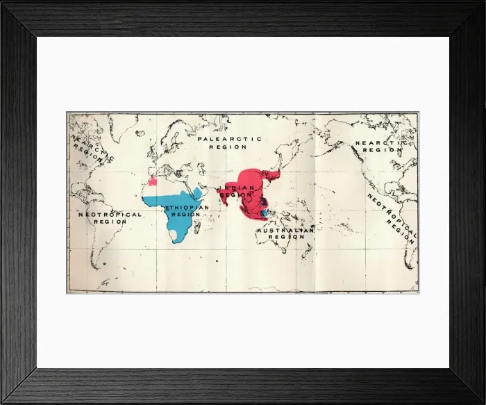 Framed Print : Anthropoidea - VI. Map distribution of various species (Blue) and Macacus (Red), 1897 Framed Print : Anthropoidea - VI. Map distribution of various species (Blue) and Macacus (Red), 1897